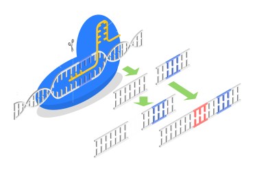 An illustration showing how CRISPR technology can remove and add genes to DNA